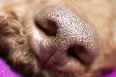 Close-up of dog sleeping