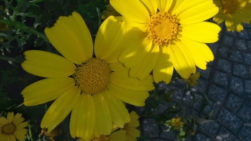 High angle view of yellow flowering plant