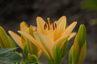 Close-up of yellow flowering plant