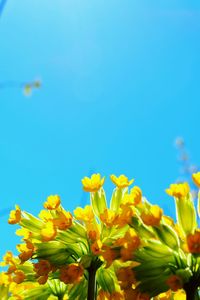 Close-up of fresh yellow flowers against clear blue sky