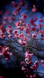 Close-up of pink cherry blossom