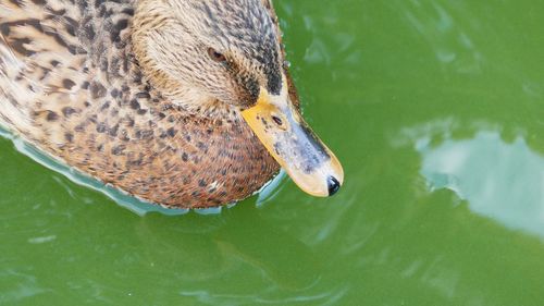 High angle view of duck swimming in lake