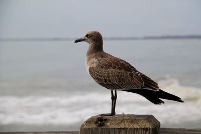 Side view of bird perching against sky