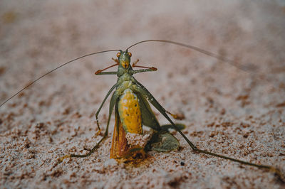 Close-up of insect