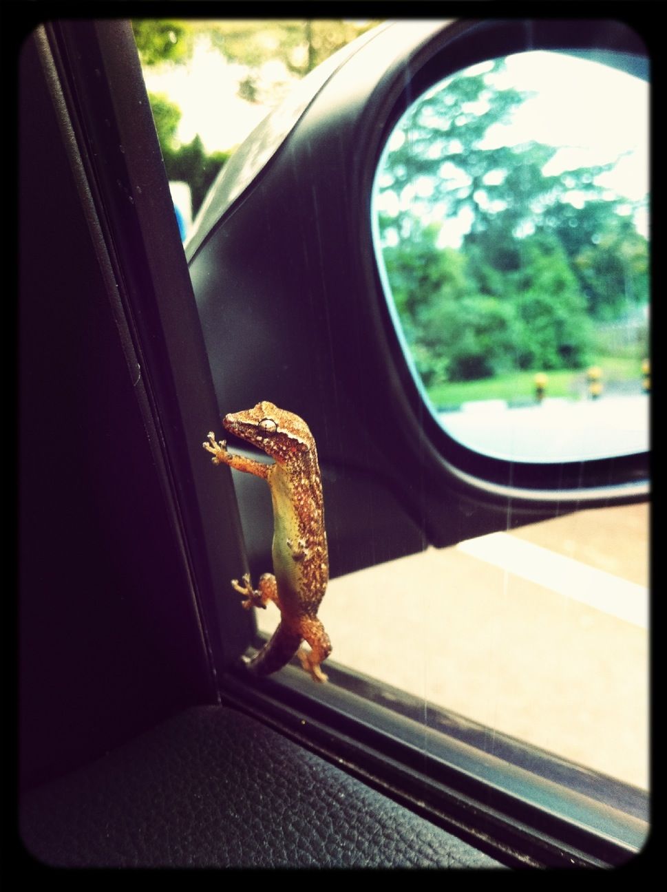 My hitchhiker wanting to sit inside the car instead of sticking on the window