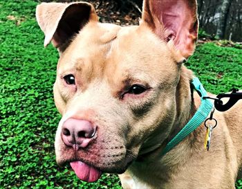 Close-up portrait of dog