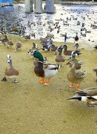 High angle view of ducks on beach