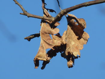 Low angle view of fruits hanging on tree against clear blue sky