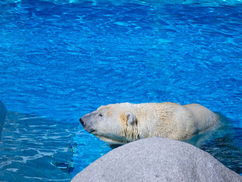View of an polar bear swimming in sea