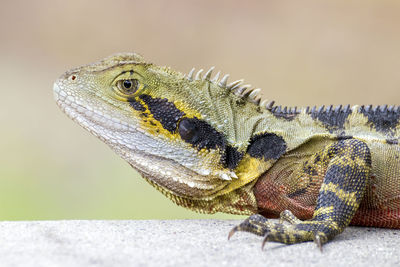 Close-up of lizard