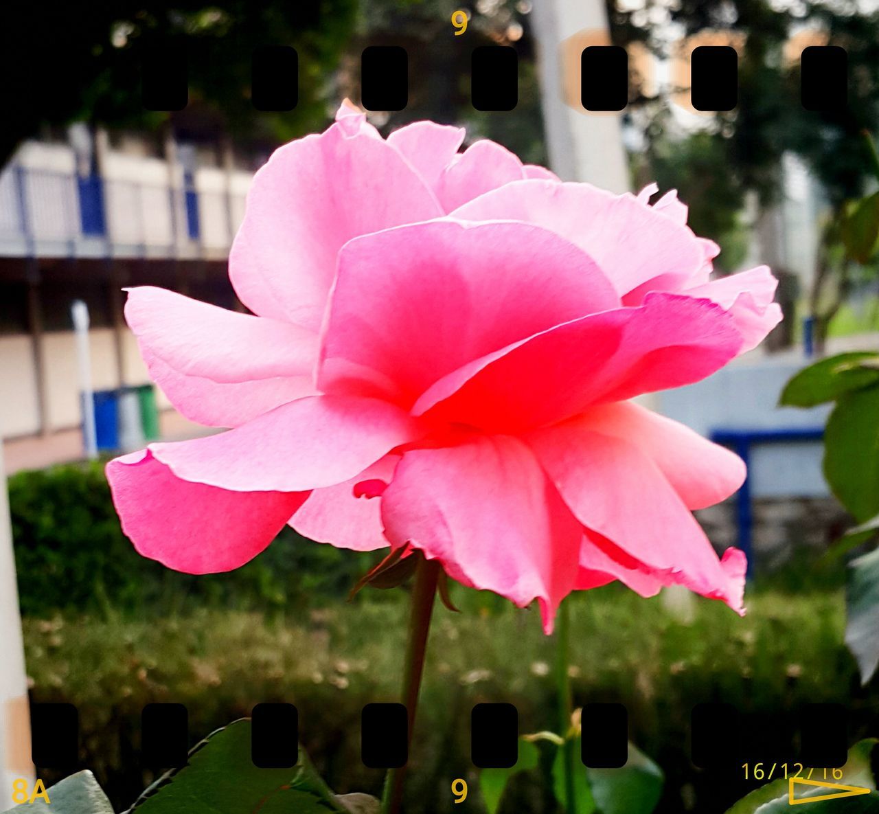 CLOSE-UP OF PINK FLOWER