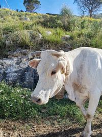 Cow standing in a field