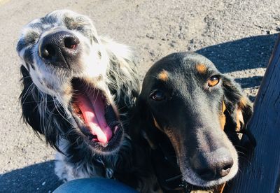 High angle view of dogs looking at camera outdoors