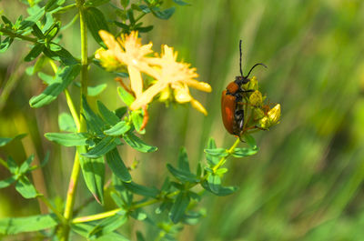 Close-up of insect on flower