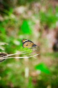 Close-up of insect on plant