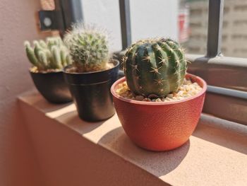 Cactus in pot on light sunset nature background.