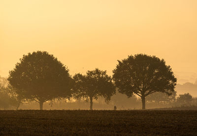 Trees on field against sky during sunset