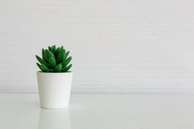 Close-up of potted plant on table against white background