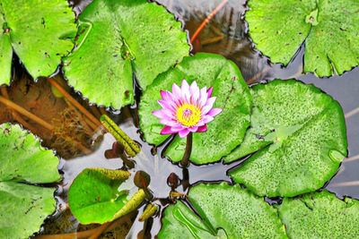 Lotus water lily amidst leaves in pond