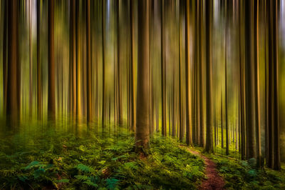 View of bamboo trees in forest