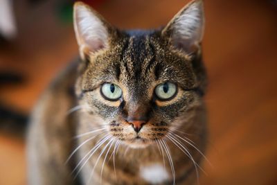 Close-up portrait of a cat