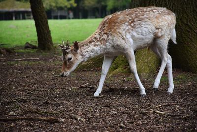 Deer standing on field