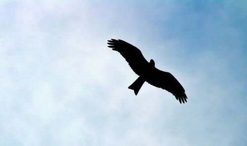 Low angle view of silhouette bird flying against sky