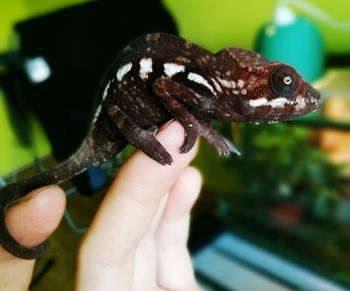 Close-up of hand holding lizard