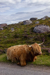 Herd of red brown scottish highlanders in a natural autumn landscape.