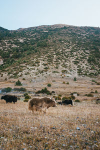 Horses grazing on field