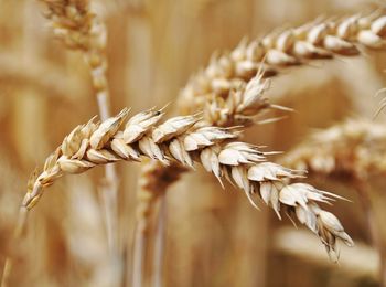 Close-up of wheat plant