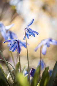 Close-up of purple flowering plant