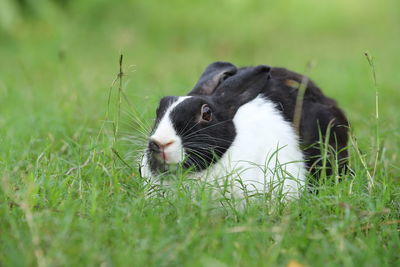 Rabbit lying on grass