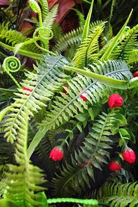 Close-up of fern