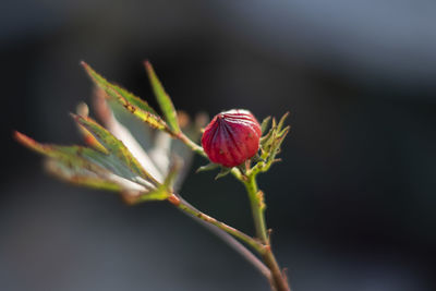 Close-up of red flower buds
