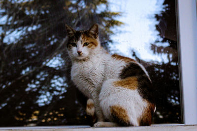 Portrait of a cat