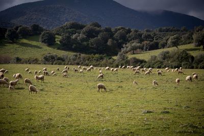 Flock of sheep on farm against sky