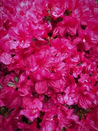 Full frame shot of pink flowers