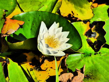 Close-up of water lily