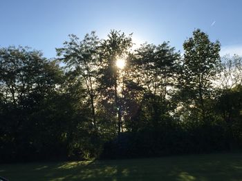 Sun shining through trees