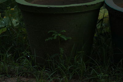 Close-up of a lizard on a field