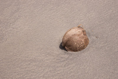 High angle view of shell on sand