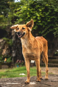 Portrait of dog standing on field