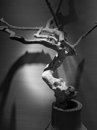 Close-up of tree against wall