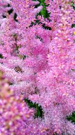 Full frame shot of pink flowering plants