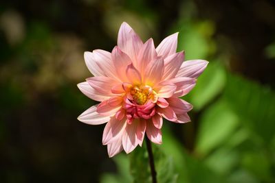 Close-up of pink flower