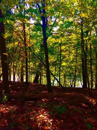 Trees in sunlight