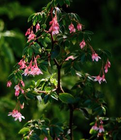 Close-up of pink flowers blooming outdoors