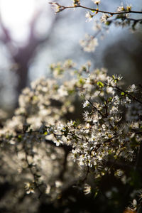 Close-up of white cherry blossom tree