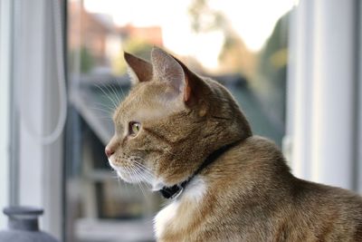 Close-up of cat in window